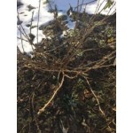 Все отзывы о Отзывы об интернет-магазине Русские семена (ruscemena.ru) на stena-otzyvov.ru