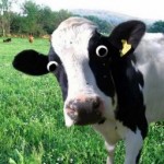 Все отзывы о Отзывы о компании Требити врут в интернете уже почти 10 лет. на stena-otzyvov.ru