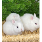 Все отзывы о Положительный отзыв Питомник Царский Кролик на stena-otzyvov.ru