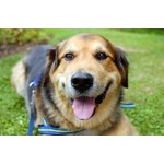 Все отзывы о Положительный отзыв Кинологический центр Инстинкт на stena-otzyvov.ru