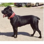 Все отзывы о Положительный отзыв Кинологический центр "Инстинкт" - зоогостиница для собак на stena-otzyvov.ru