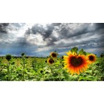 Все отзывы о Отрицательный отзыв Леспромстрой на stena-otzyvov.ru