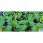 Все отзывы о Отзывы о компании Компания «БиоГрунт», Торф и грунт с доставкой в Сходню на stena-otzyvov.ru