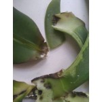 Все отзывы о Отзывы о магазине Интернет-магазин цветов sunflor.ru на stena-otzyvov.ru